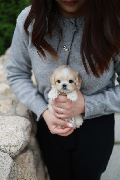 Pixel - Maltipoo M.