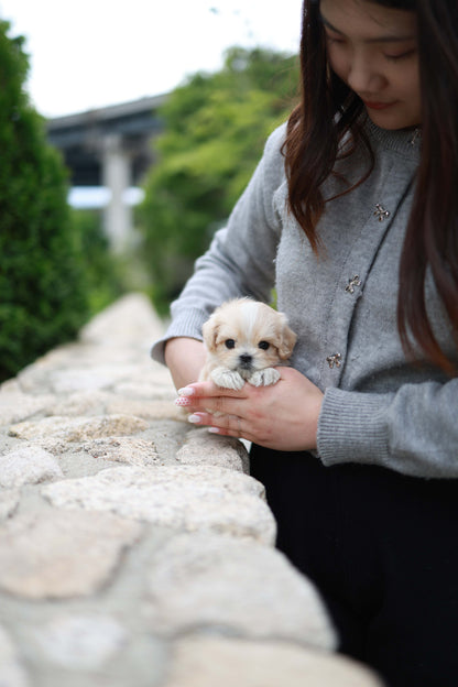 Pixel - Maltipoo M.