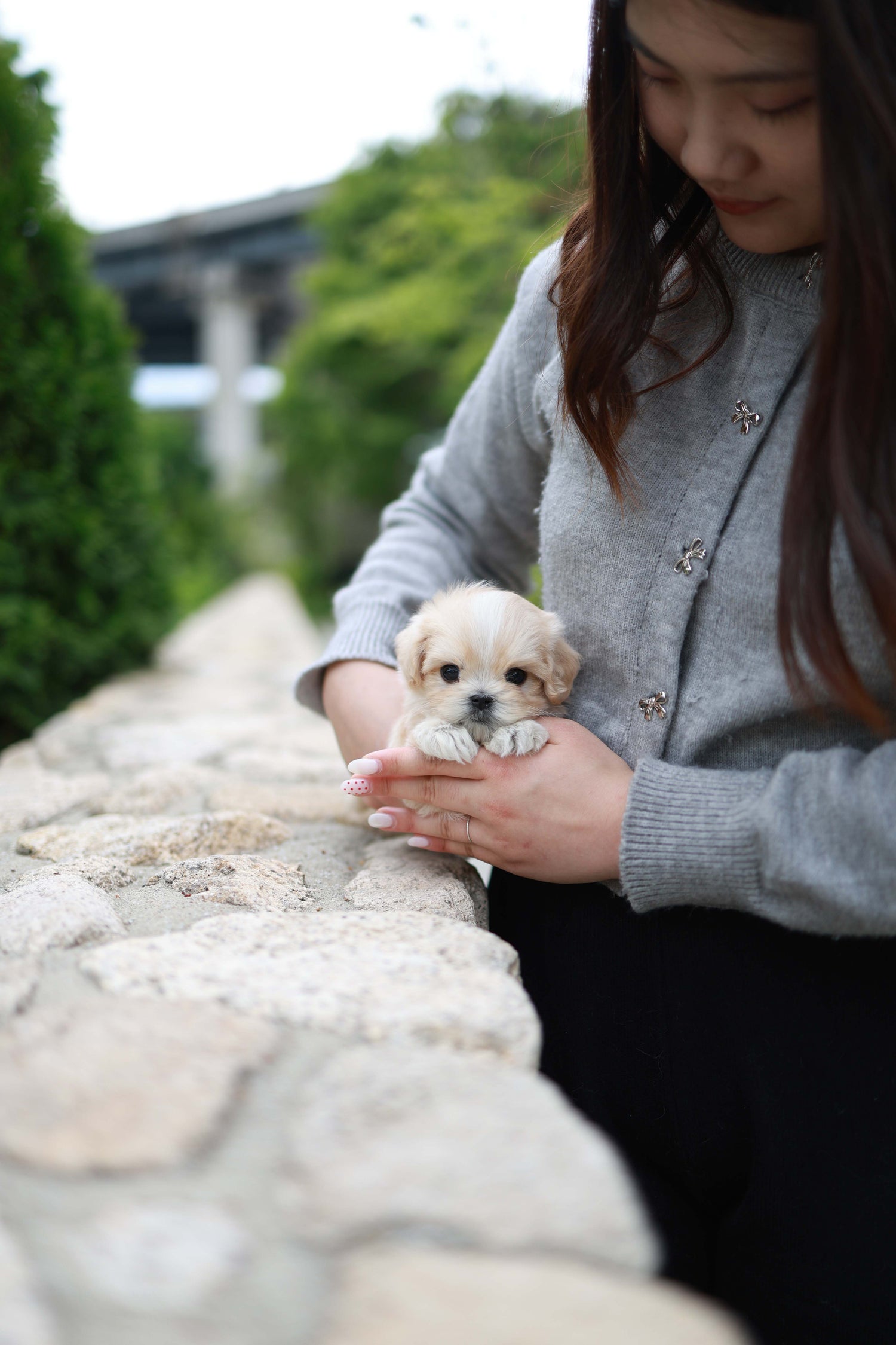 Pixel - Maltipoo M.