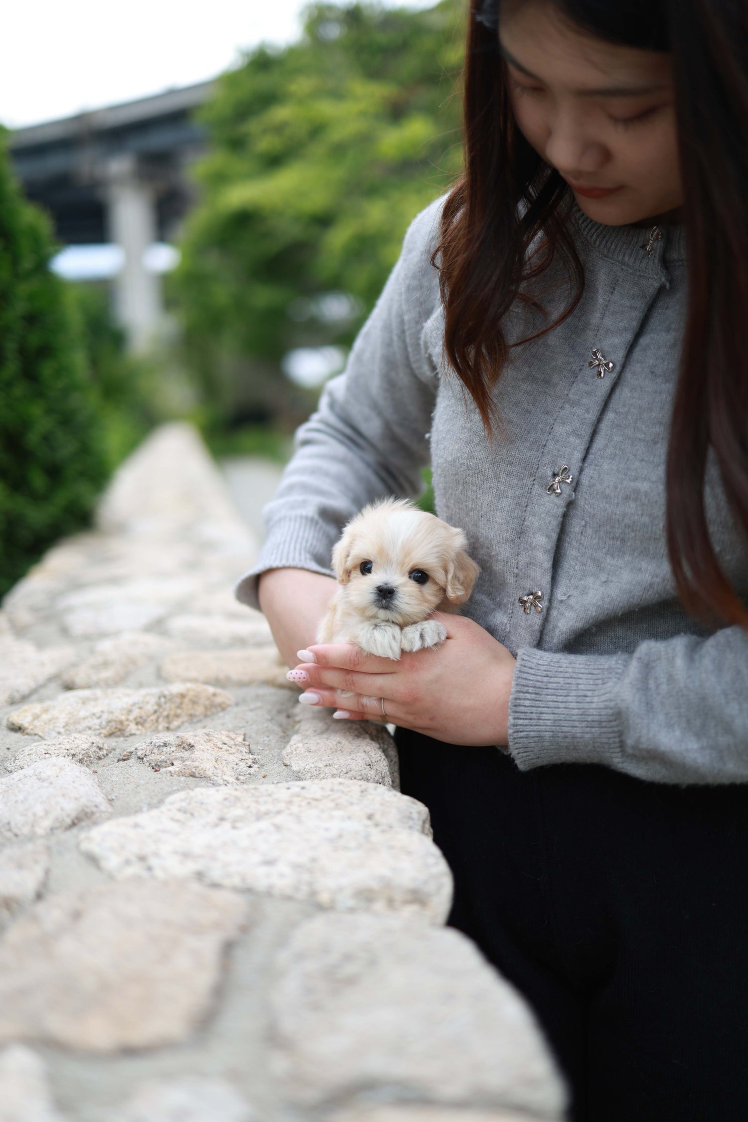 Pixel - Maltipoo M.
