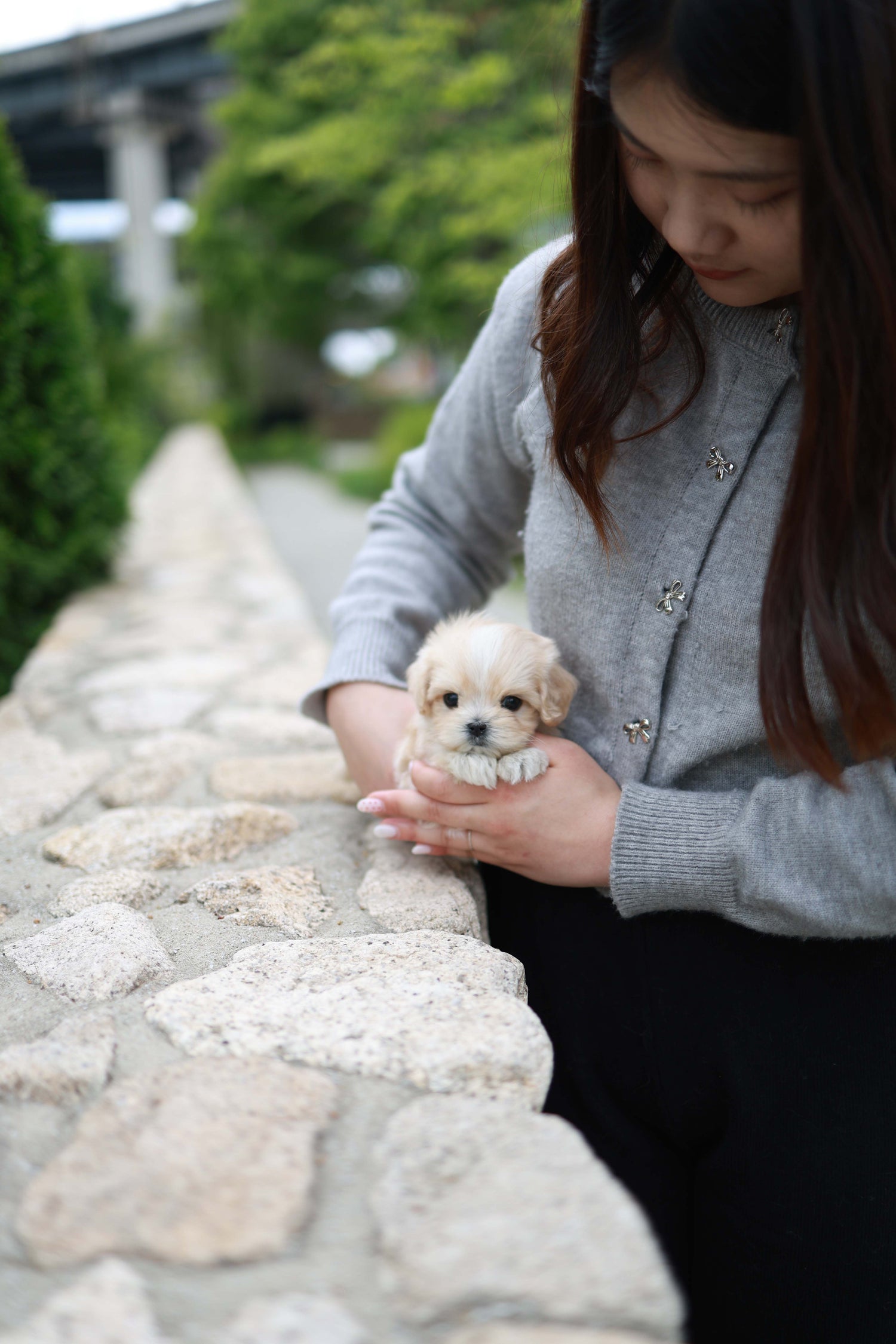 Pixel - Maltipoo M.