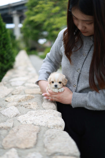 Pixel - Maltipoo M.