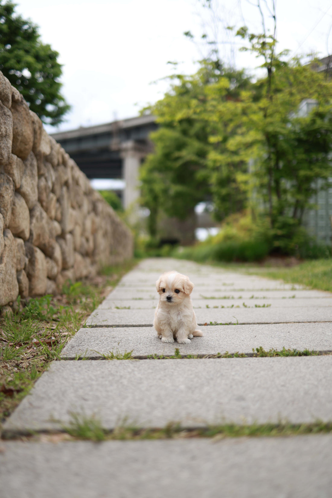 Pixel - Maltipoo M.