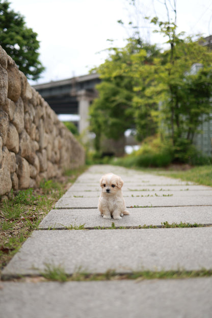 Pixel - Maltipoo M.