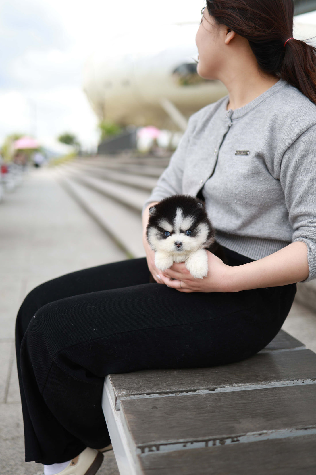 Capri - Pomsky F.