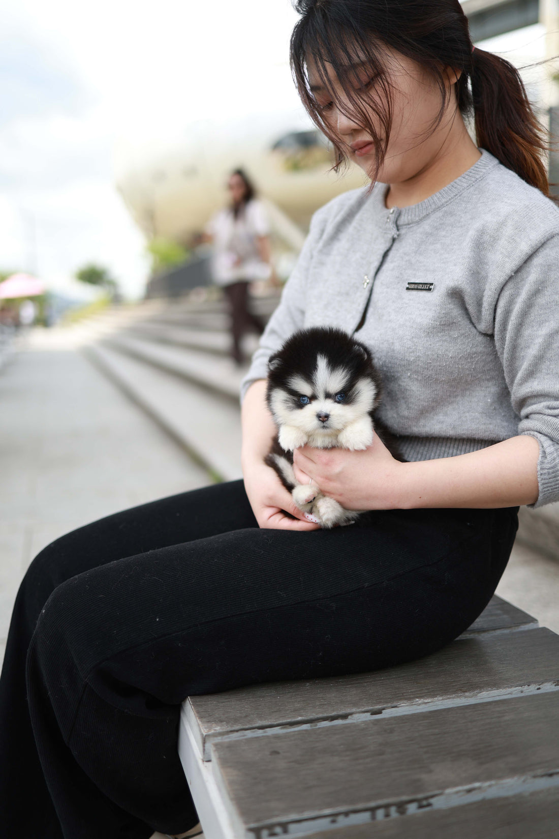Capri - Pomsky F.