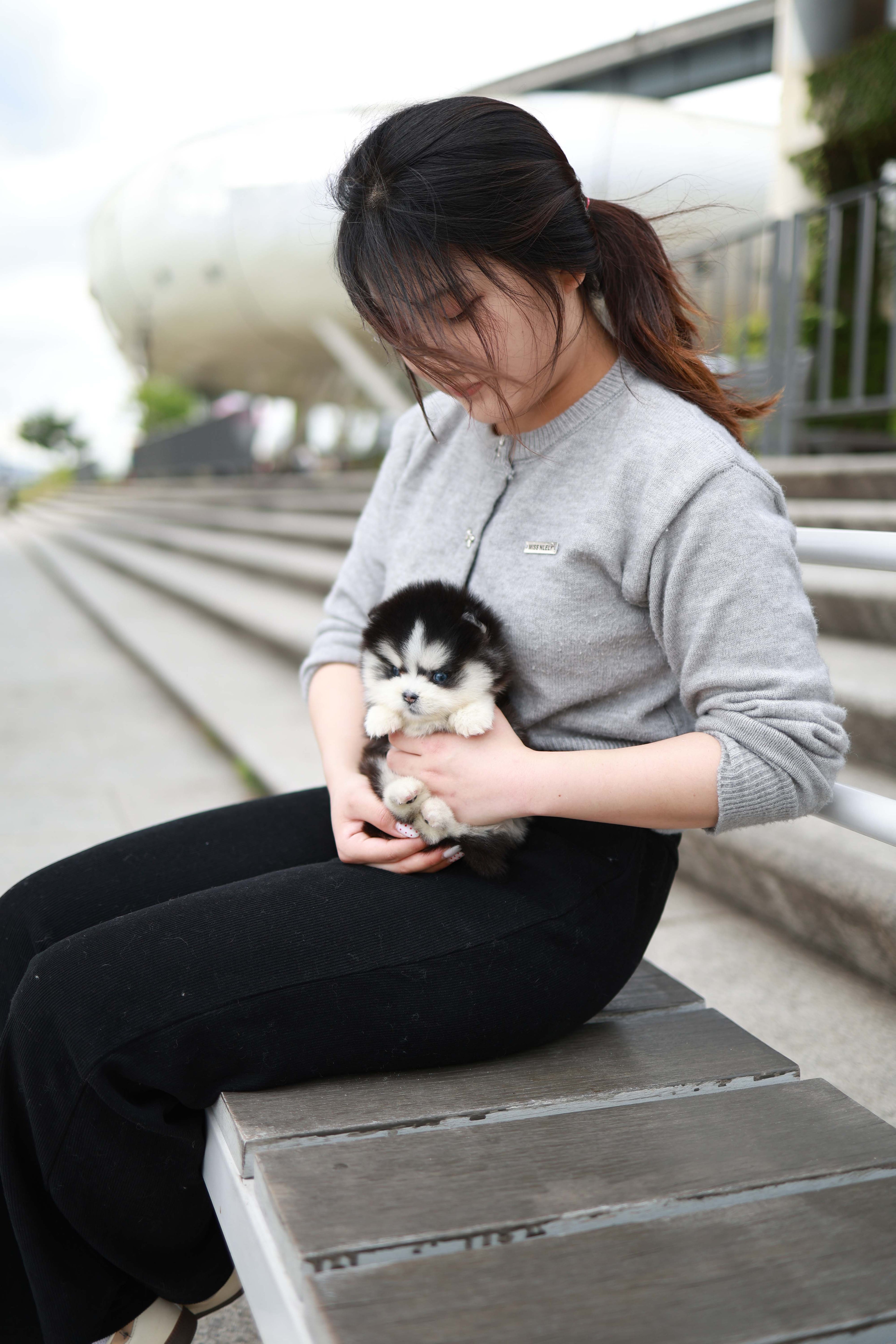 Capri - Pomsky F.