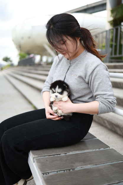 Capri - Pomsky F.