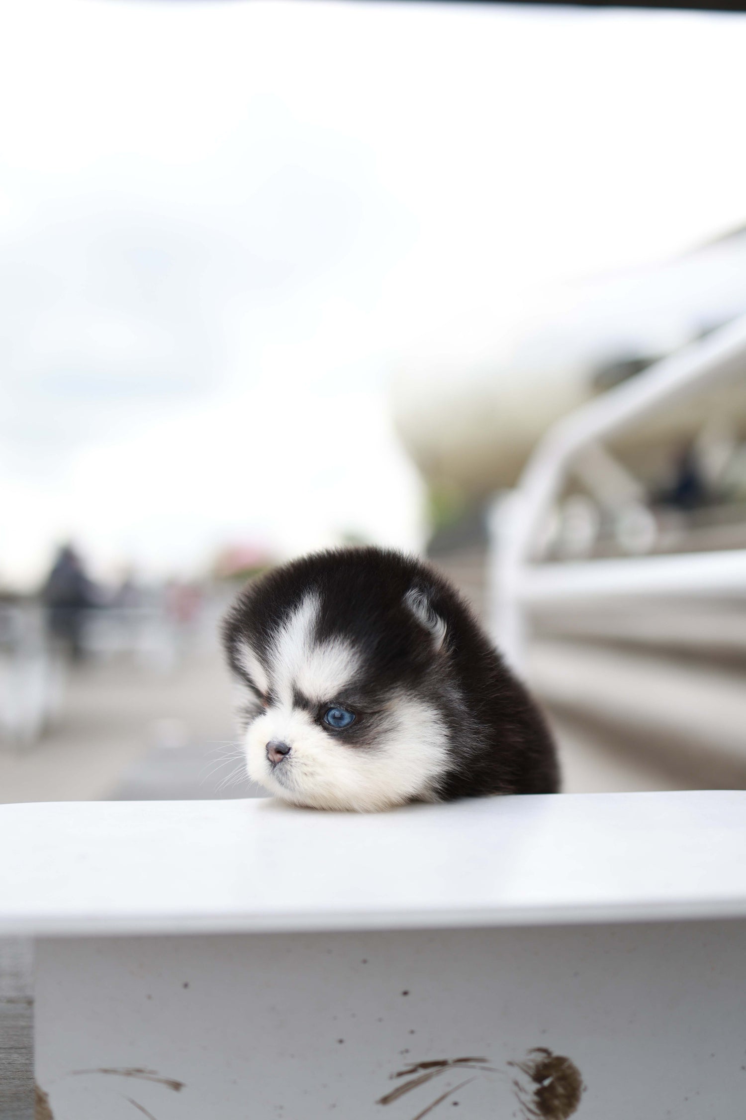 Capri - Pomsky F.