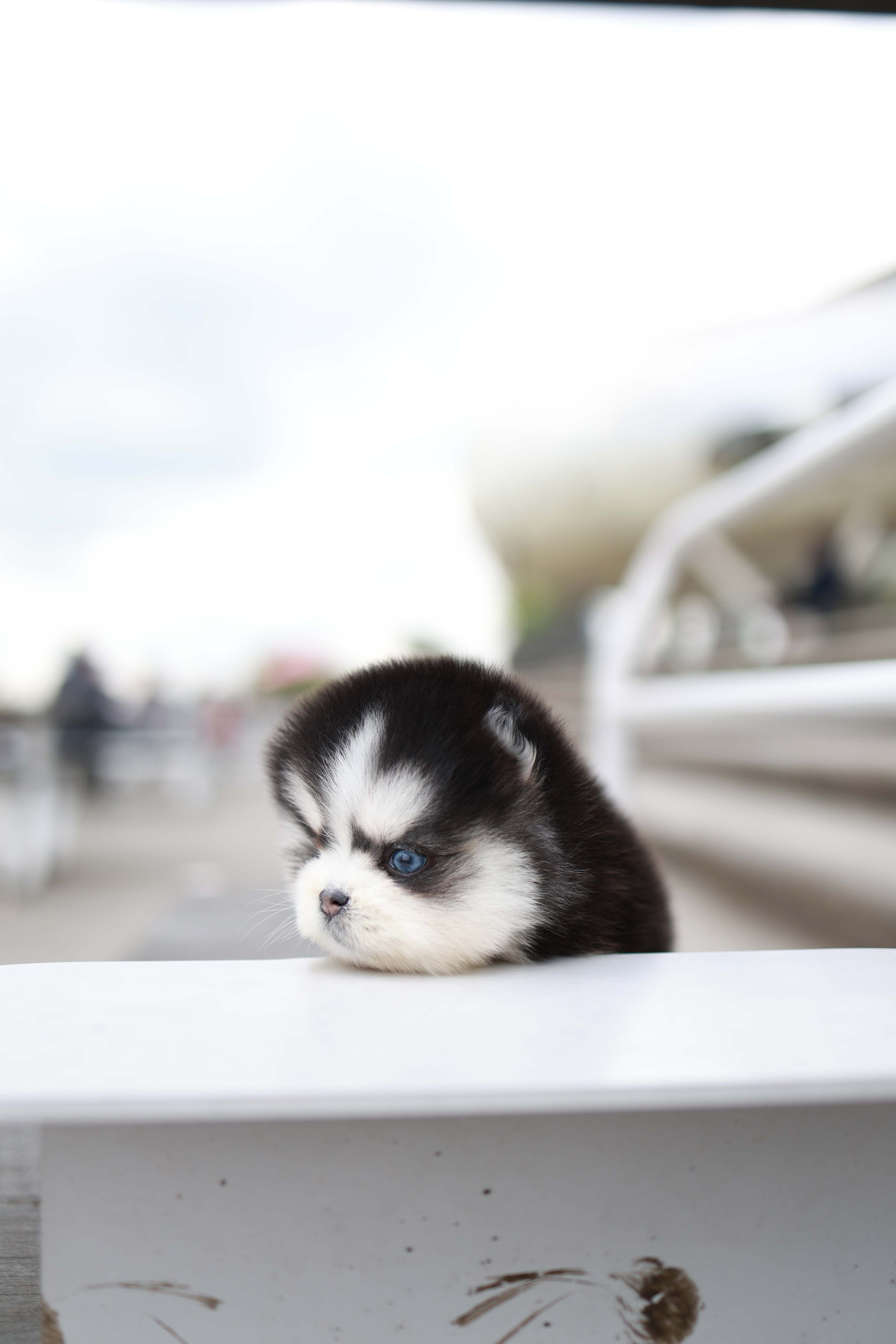 Capri - Pomsky F.
