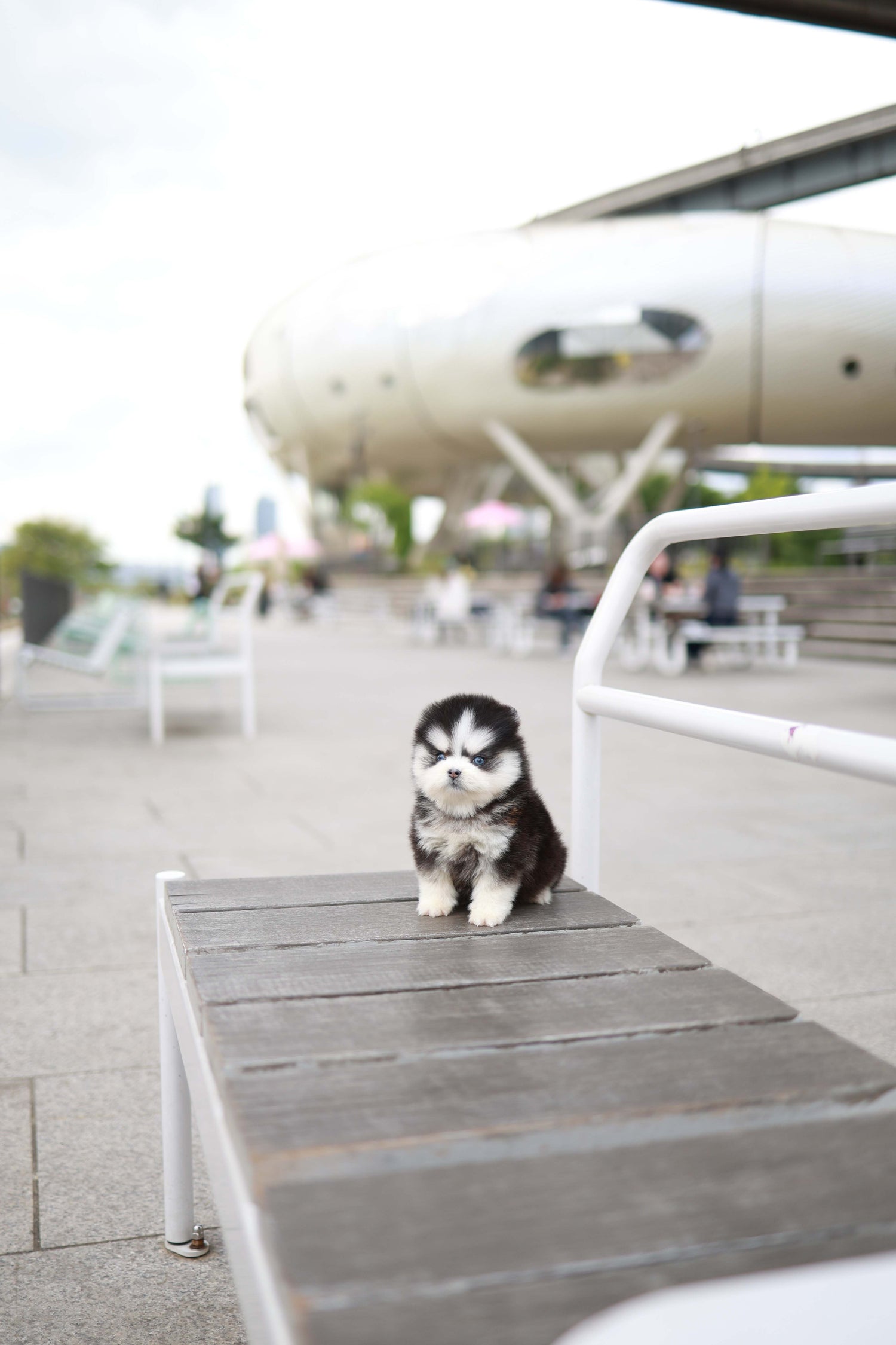 Capri - Pomsky F.
