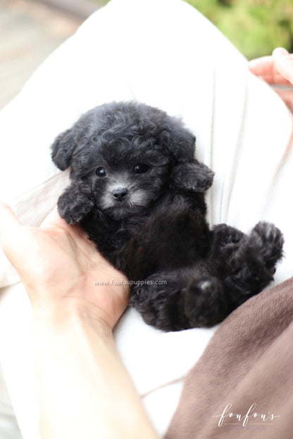 Dahlia - Poodle F.