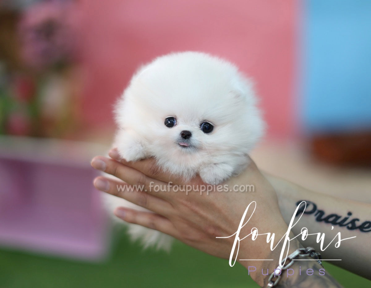 Zitto - Pomeranian M.