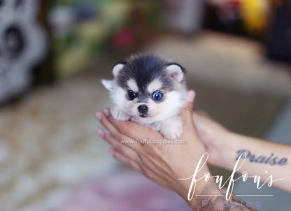 Zeus - Pomsky M.