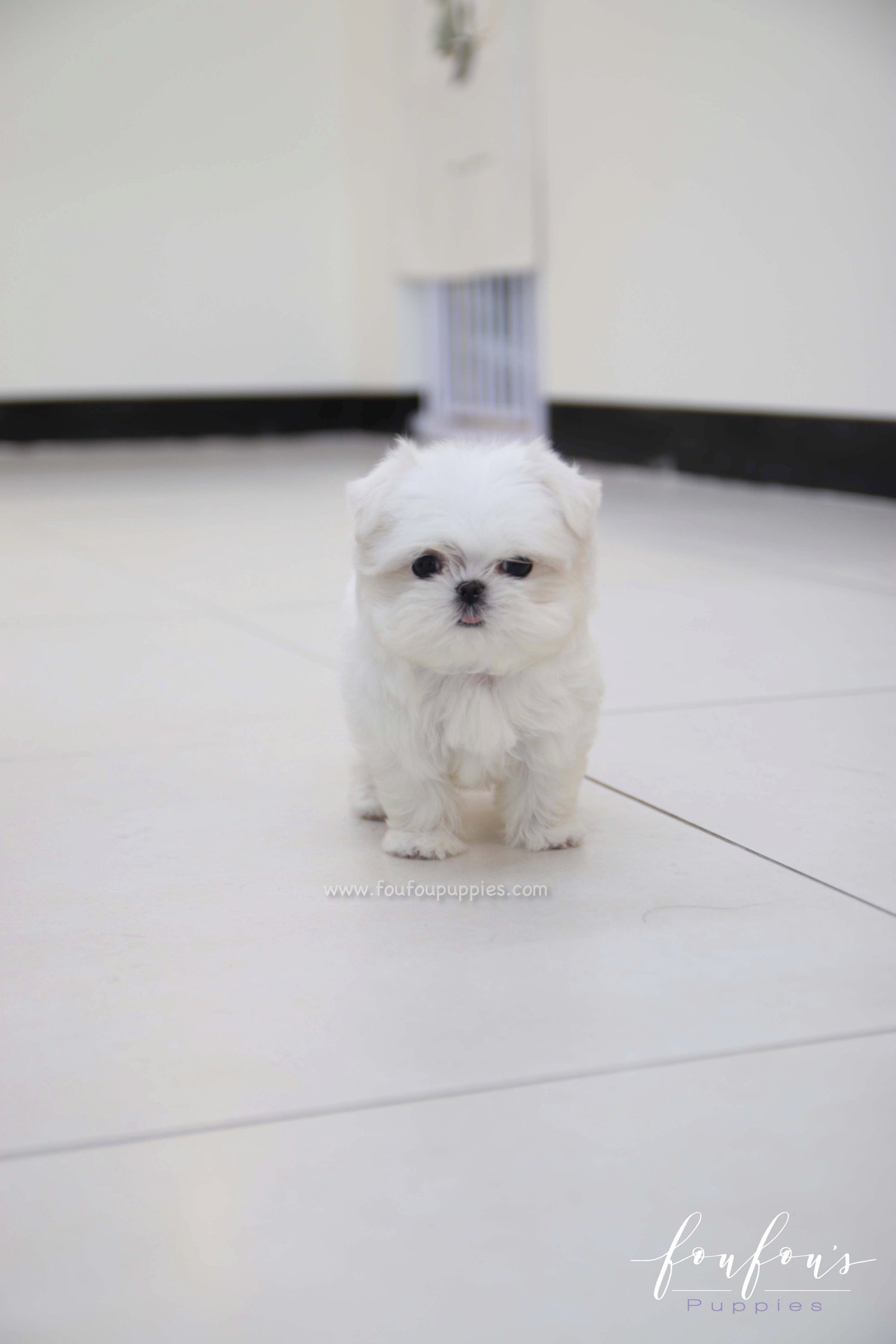 Henry - Maltese M.