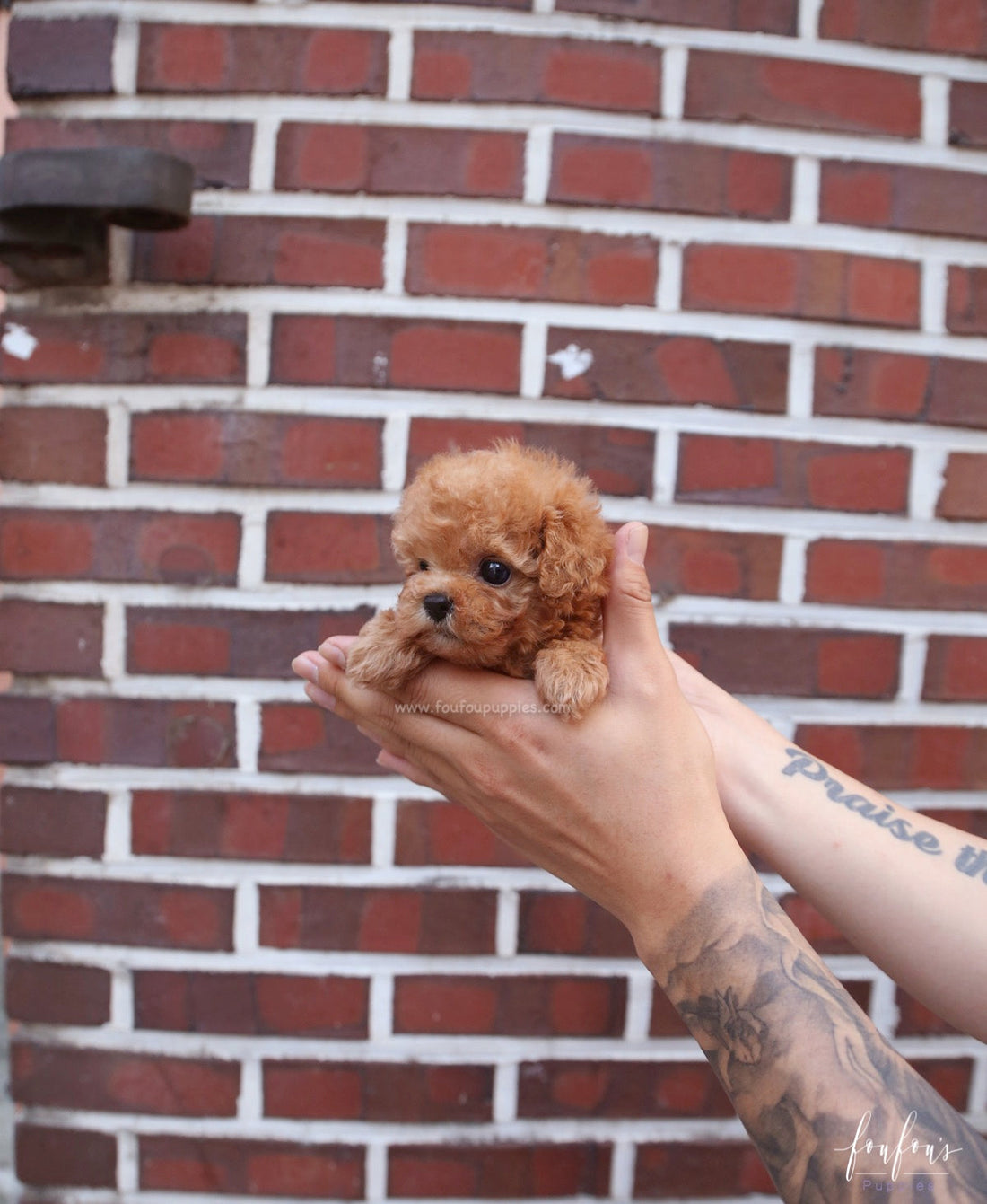 Tilly - Poodle F.