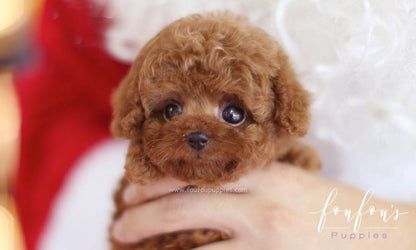 Hope - Poodle F.