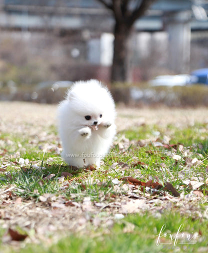 Ariel - Pomeranian F.
