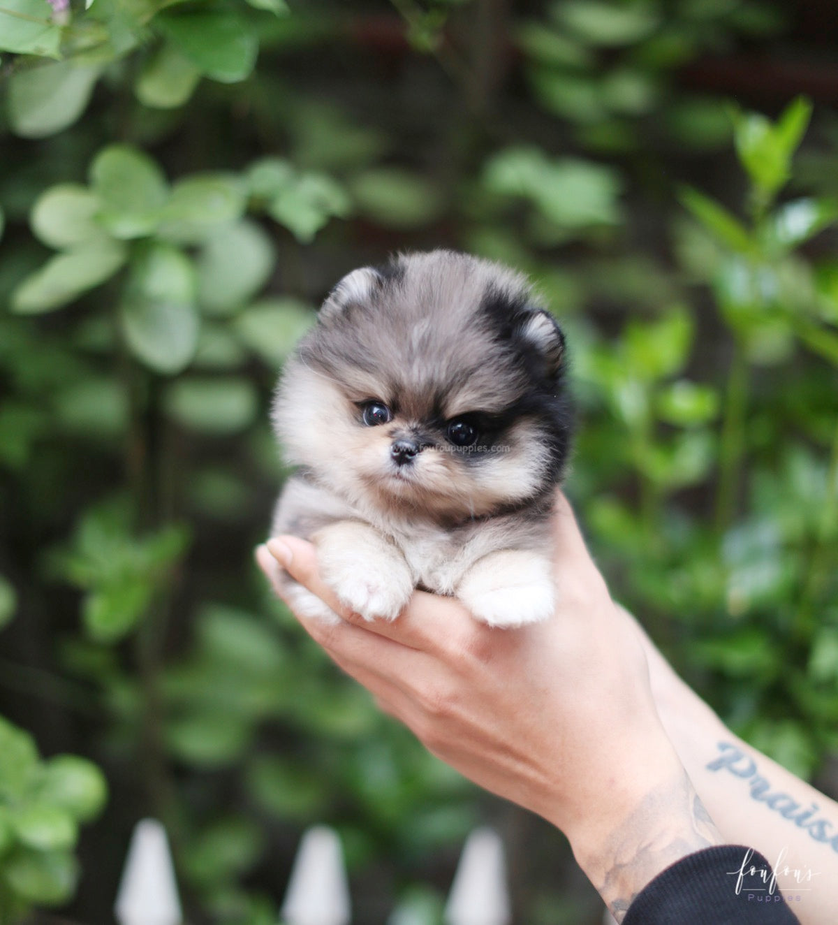 Marshmallow - Pomeranian F.