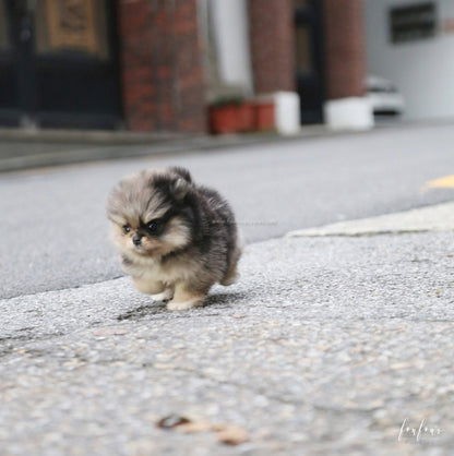 Marshmallow - Pomeranian F.