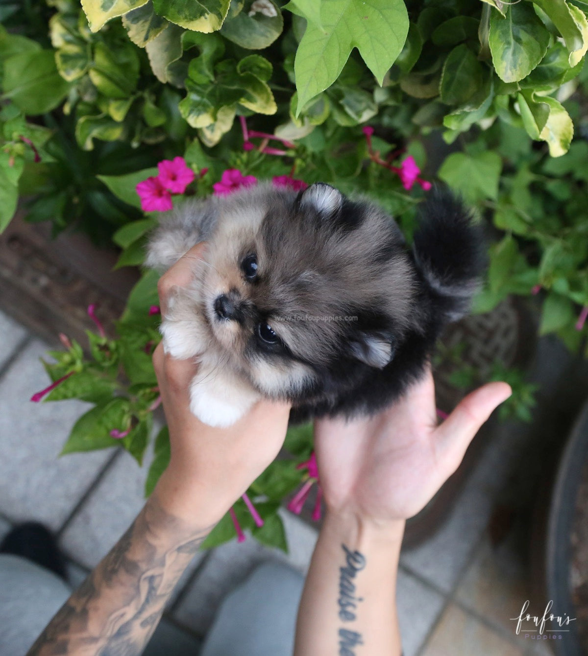 Marshmallow - Pomeranian F.