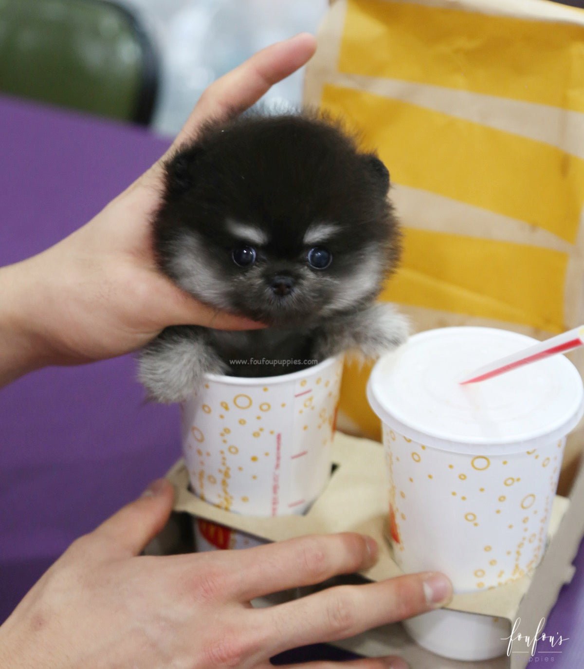 Oreo - Pomeranian M.