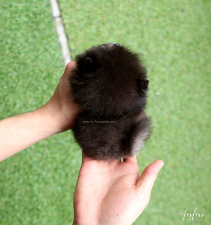 Oreo - Pomeranian M.