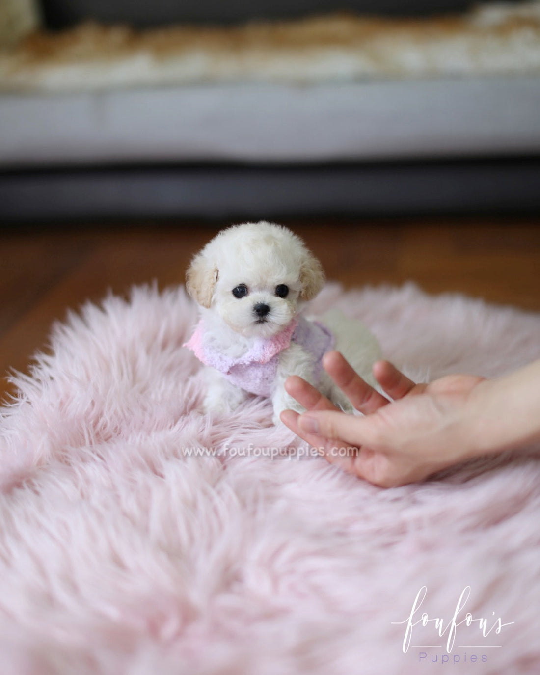 Bali - Poodle M.