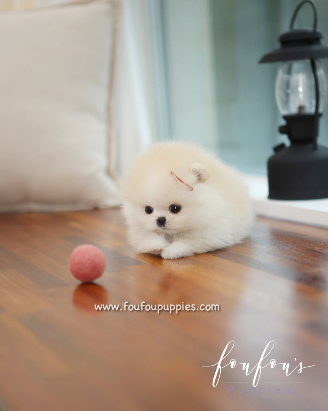 Cotton - Pomeranian F.