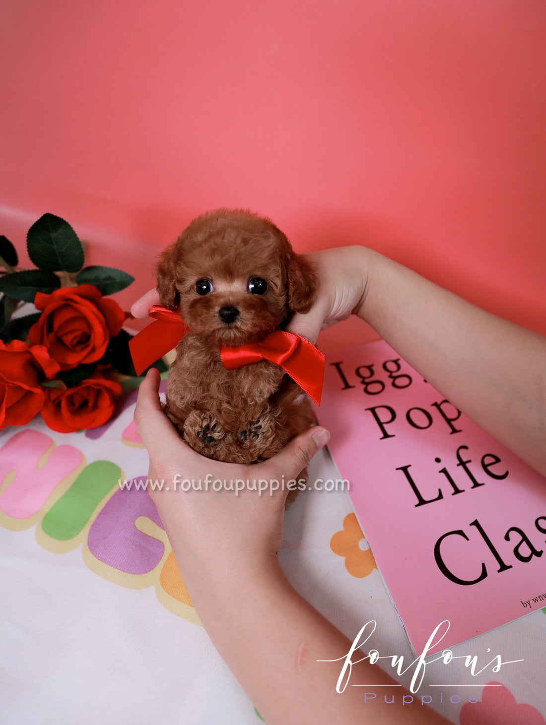 A small brown poodle puppy with a red bow on its head, being held in a person&
