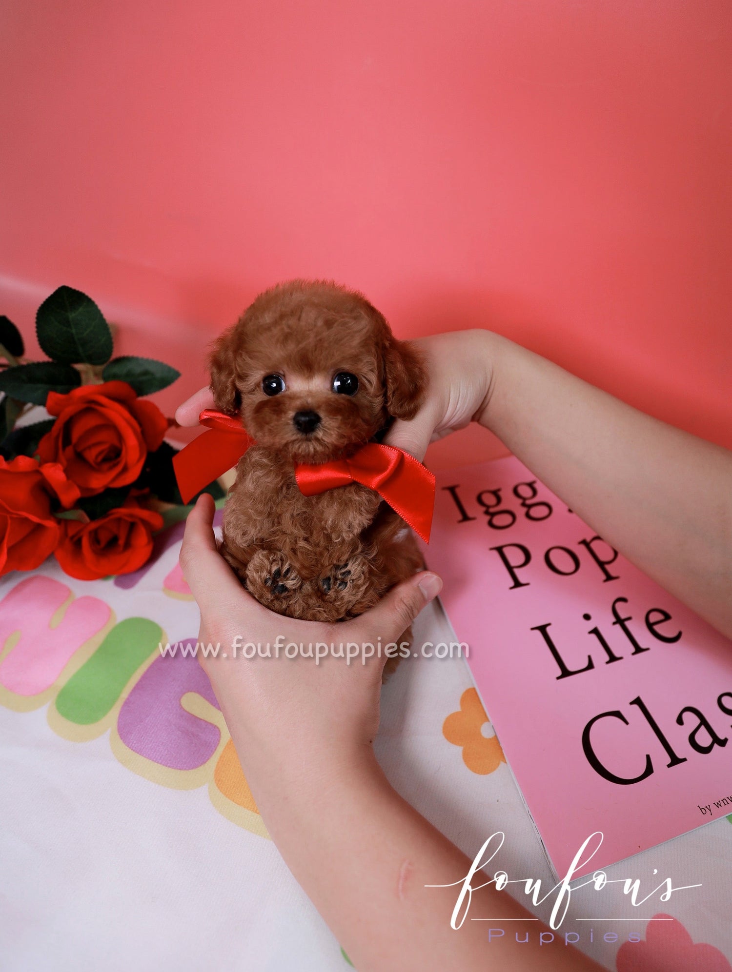 A small brown poodle puppy with a red bow on its head, being held in a person's arms next to a bunch of red roses and a pink flower, with a 'Pet Life Class' booklet in the background.
