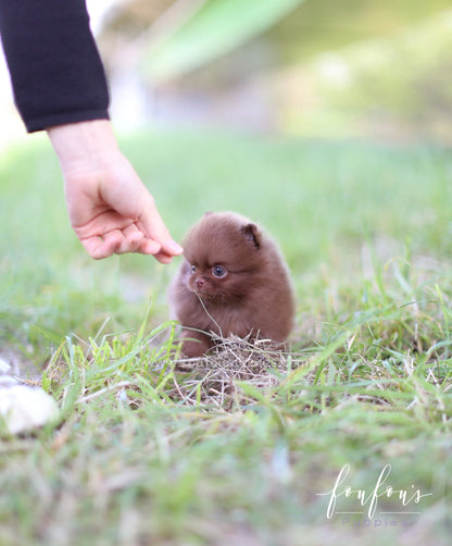 Rolo - Pomeranian M.