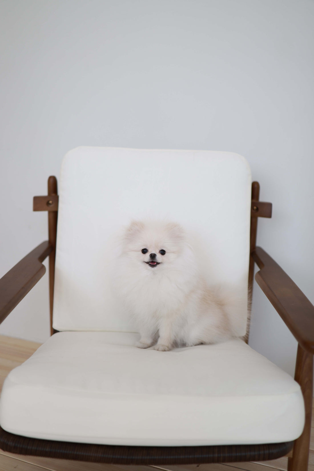 Sweetie - Pomeranian F.