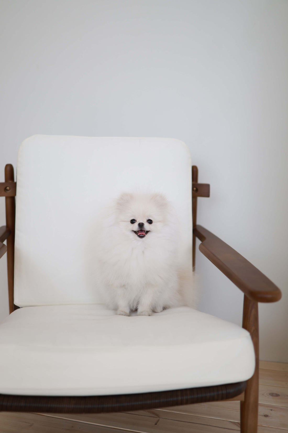 Sweetie - Pomeranian F.