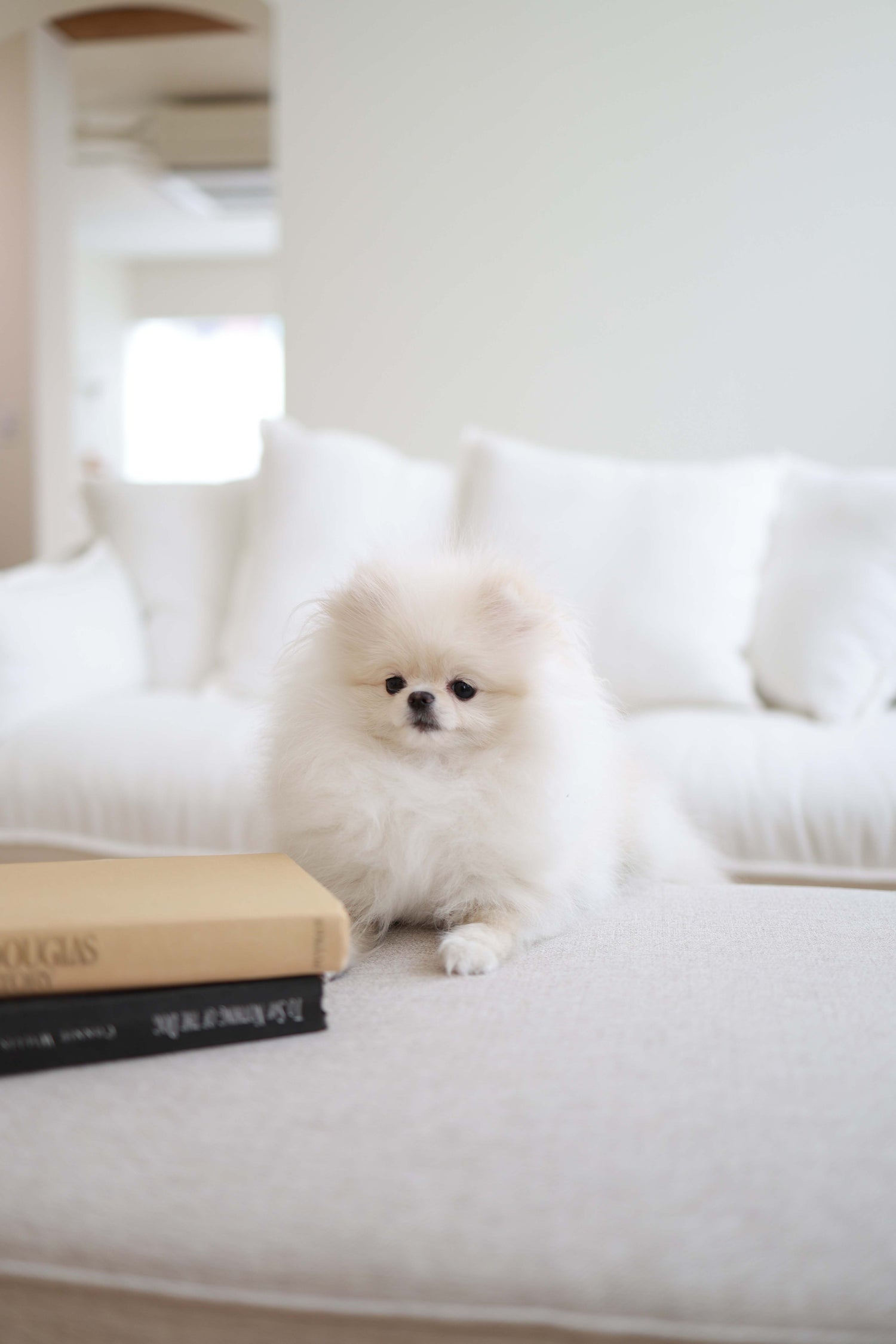 Sweetie - Pomeranian F.