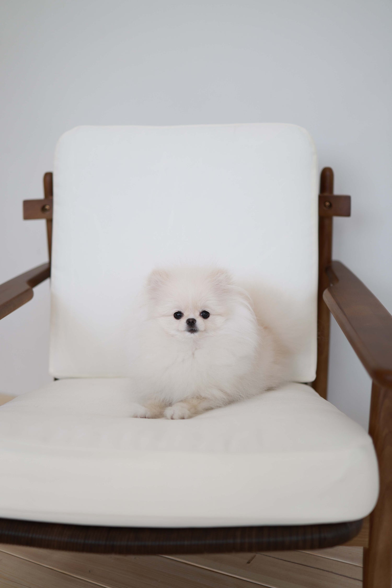 Sweetie - Pomeranian F.