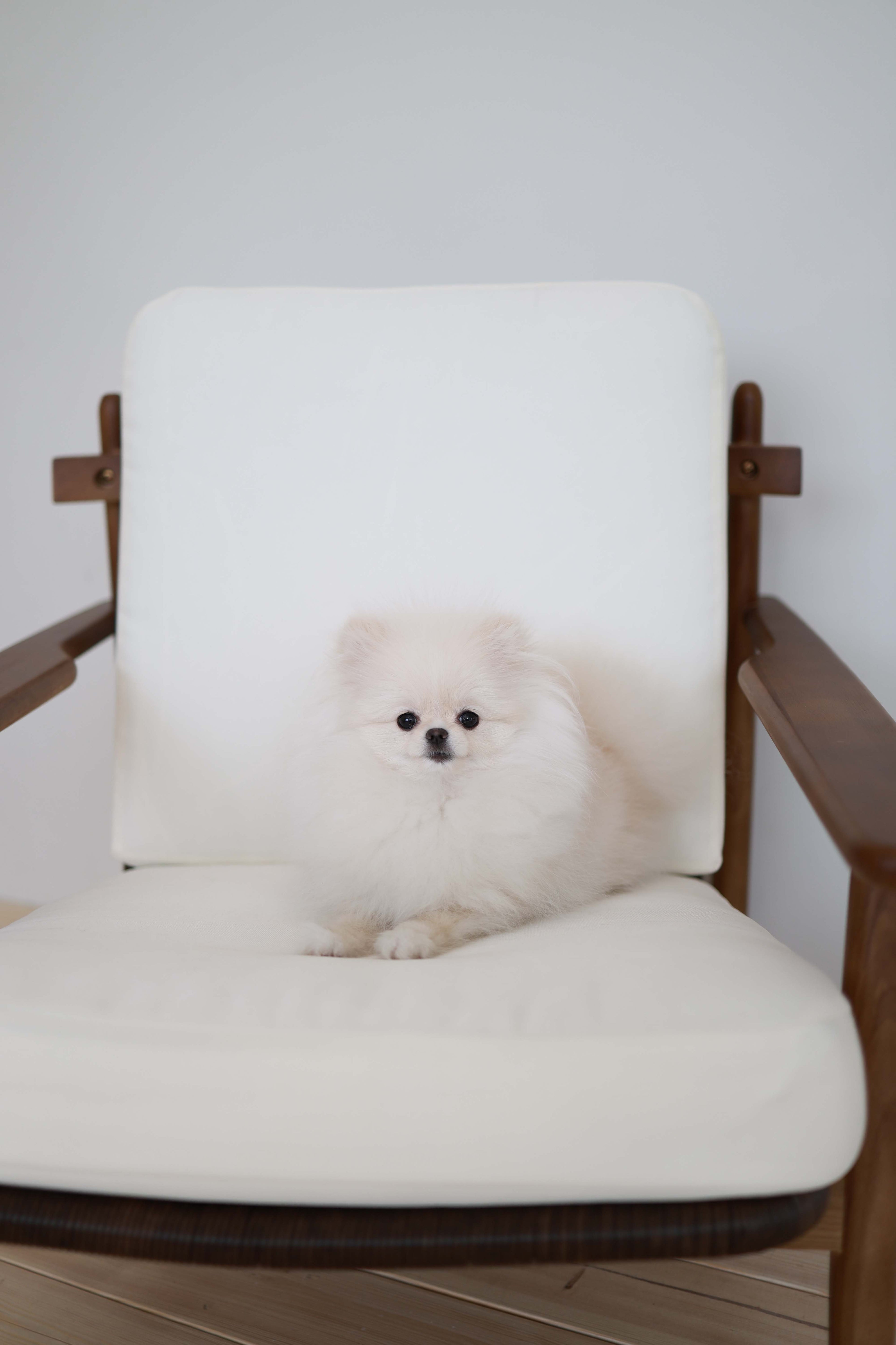 Sweetie - Pomeranian F.