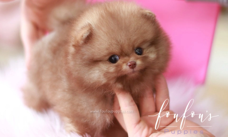 Tartufo - Pomeranian M.