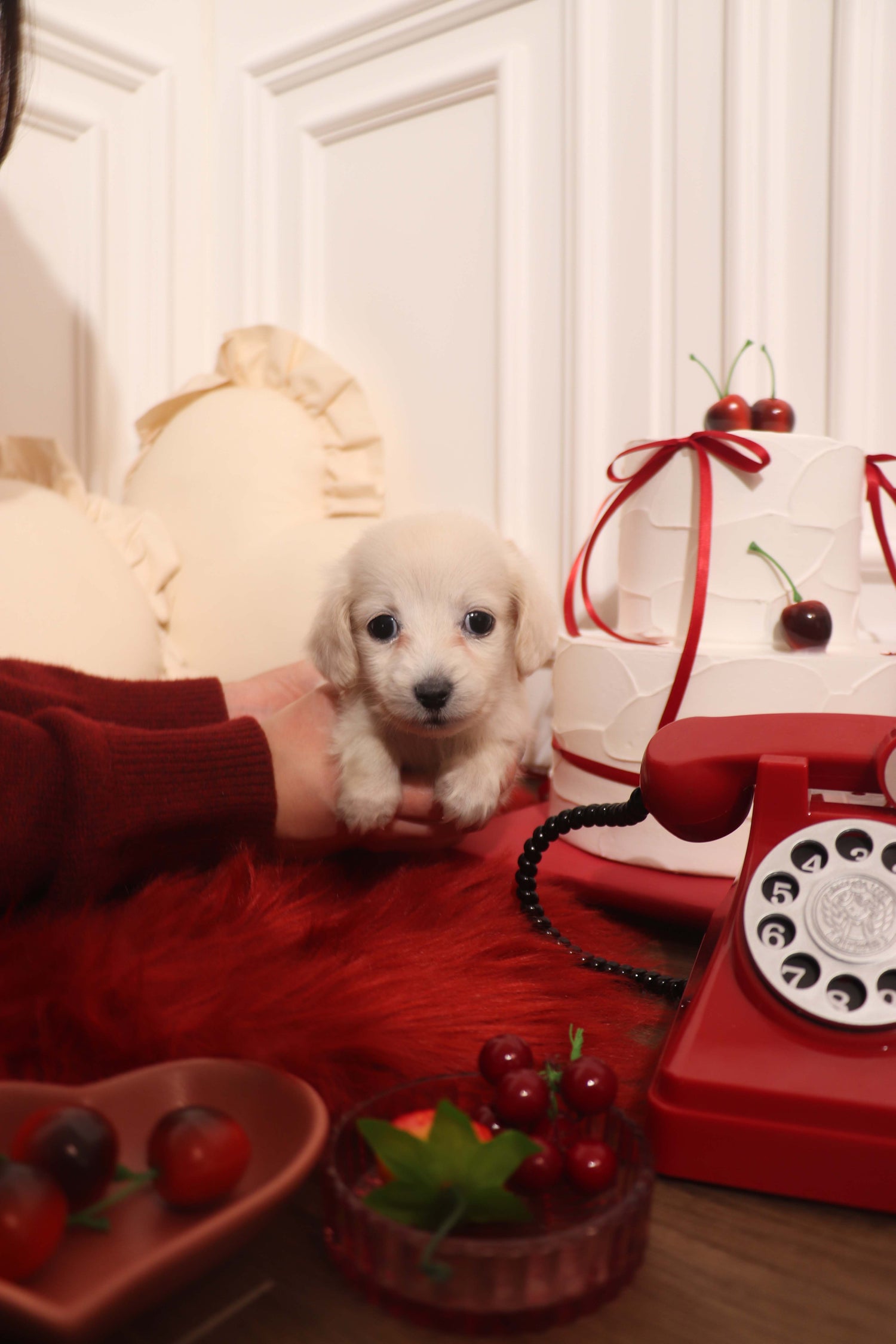 Person holding a small white puppy next to a red rotary phone on a table.