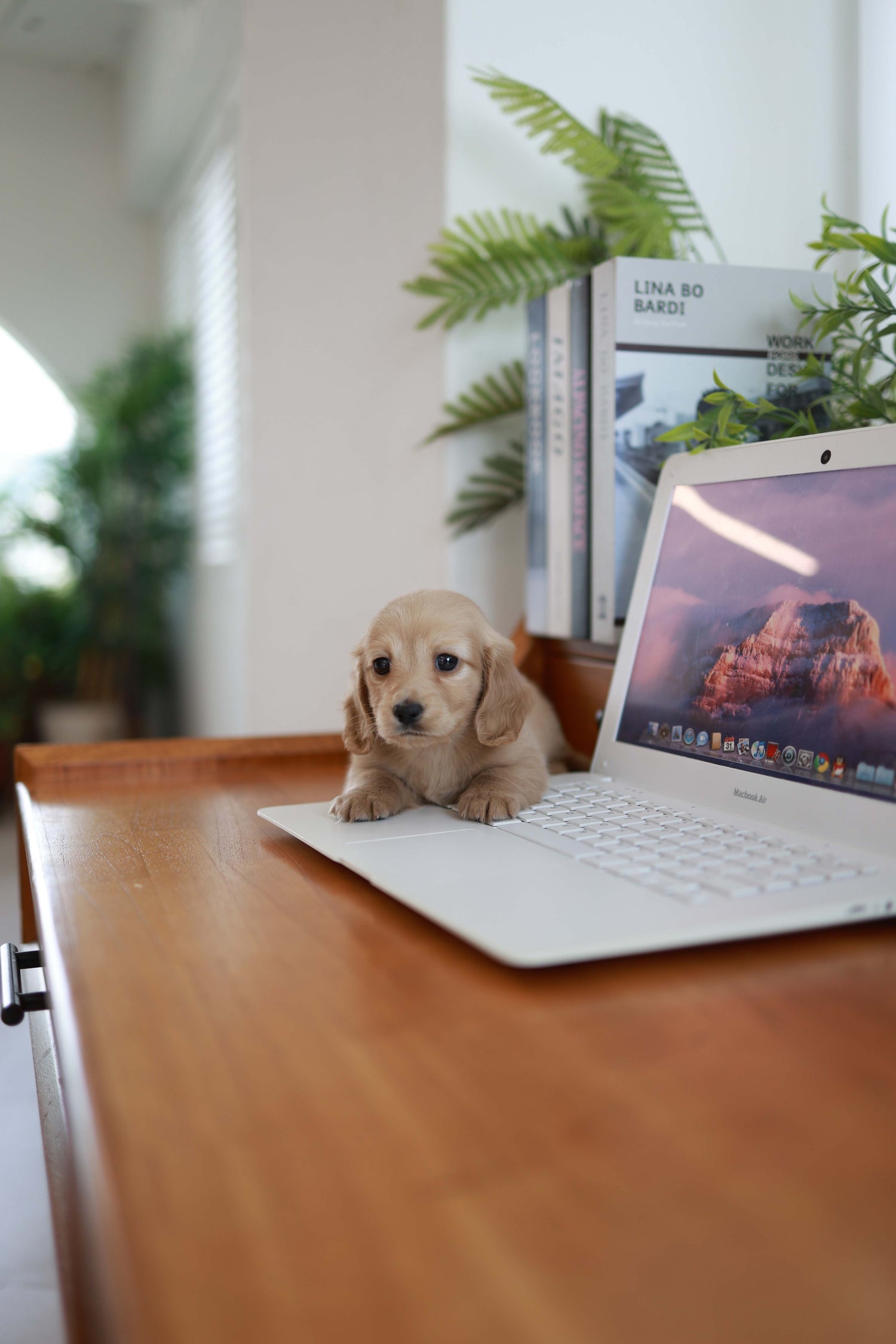 Puppy sitting on a laptop on a wooden desk with plants in the background