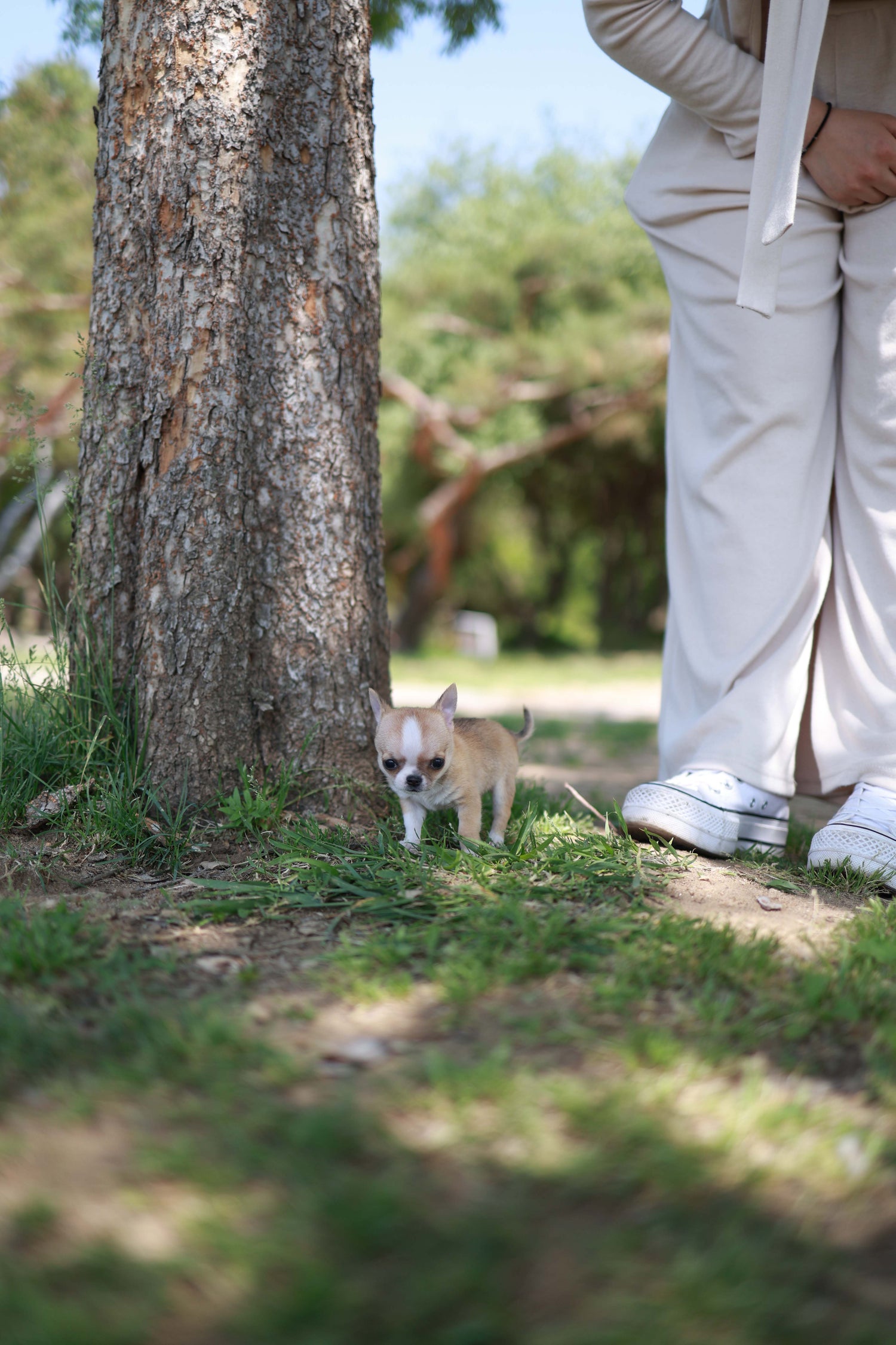 Zazou - Chihuahua M.
