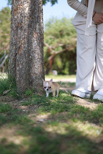 Zazou - Chihuahua M.