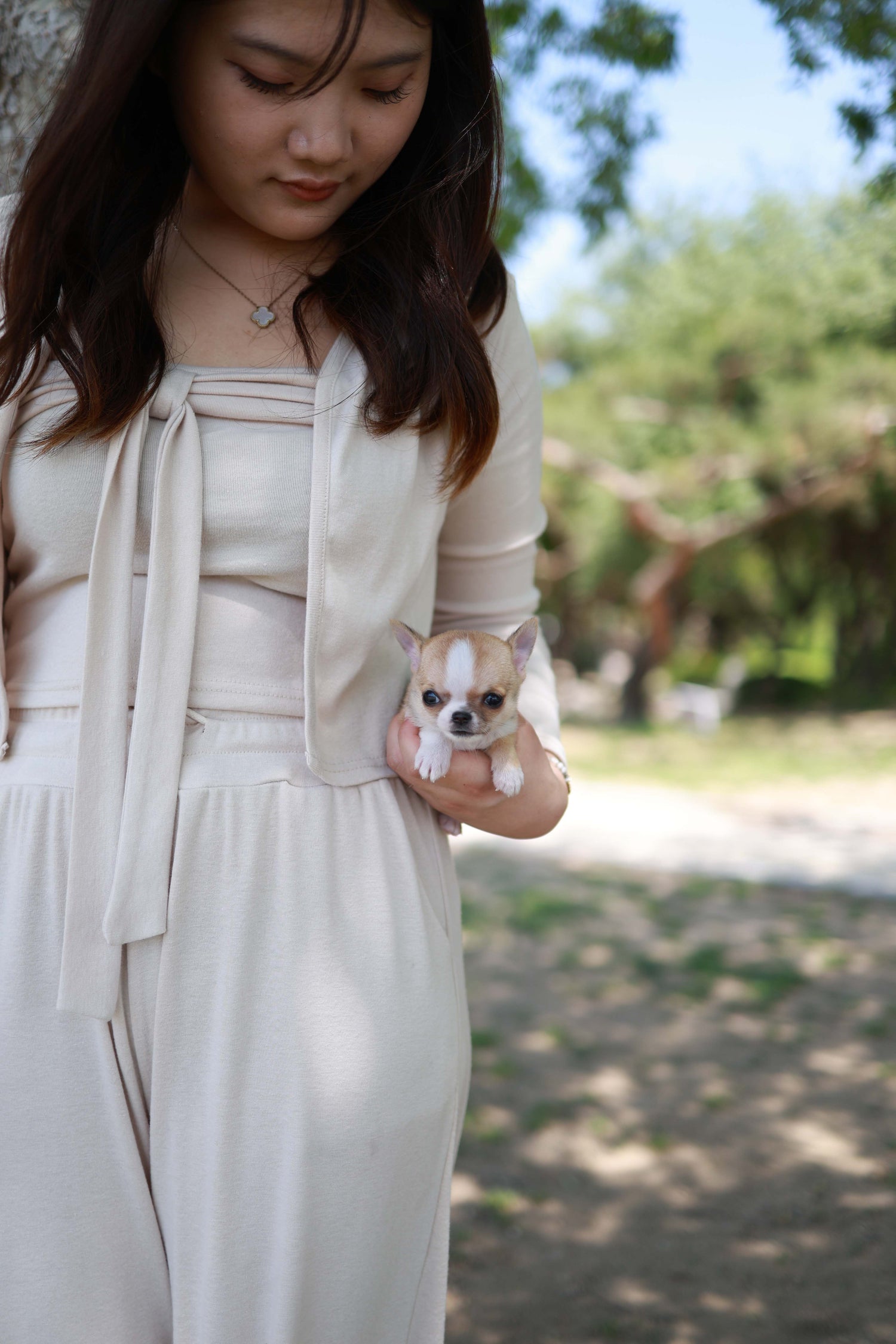 Zazou - Chihuahua M.