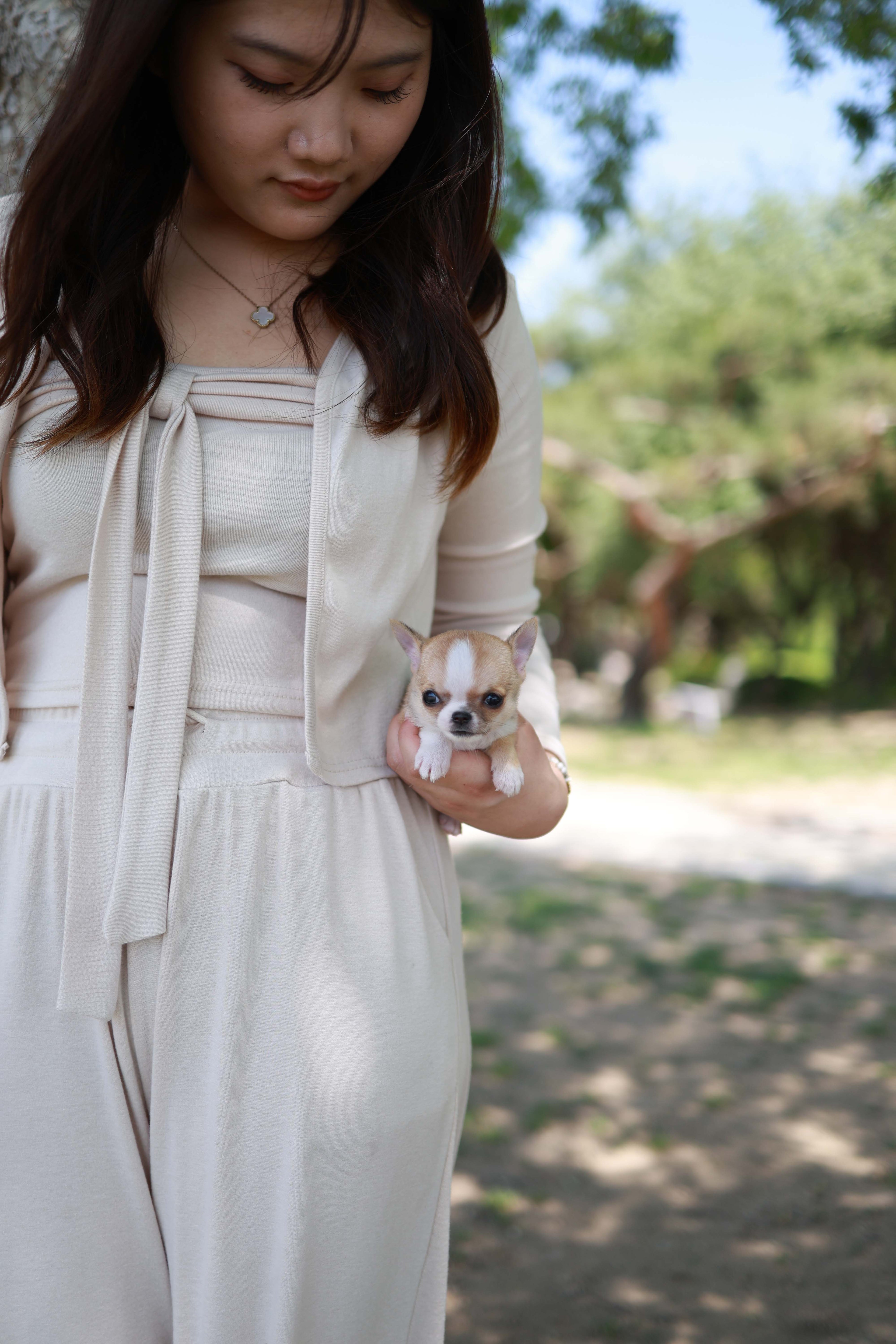 Zazou - Chihuahua M.
