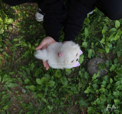 GiGi - Pomeranian F.