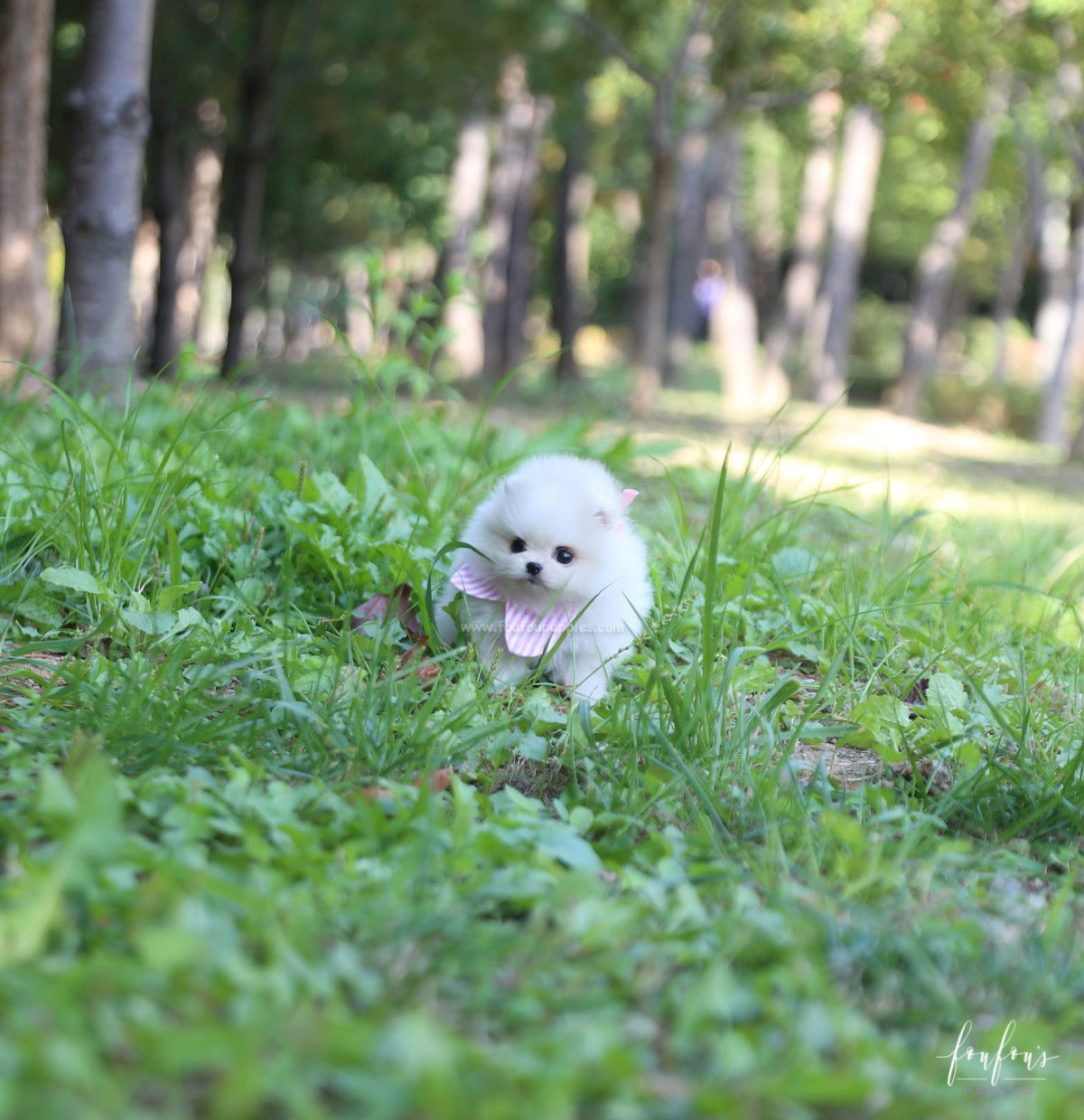 GiGi - Pomeranian F.