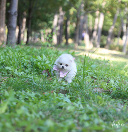 GiGi - Pomeranian F.