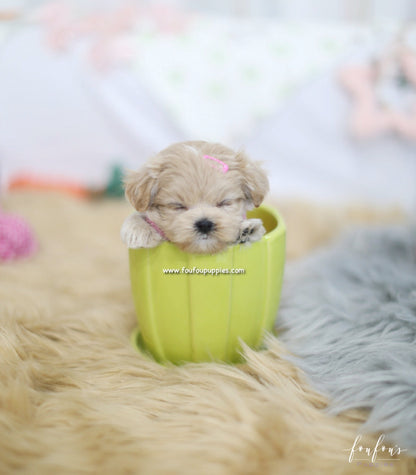 Lumi - Maltipoo F.