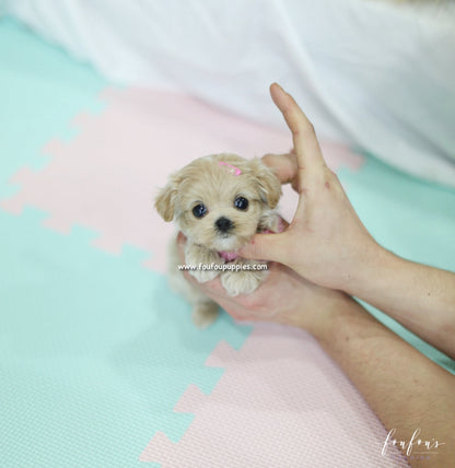 Lumi - Maltipoo F.