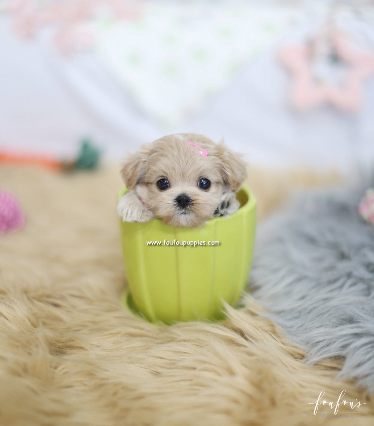 Lumi - Maltipoo F.